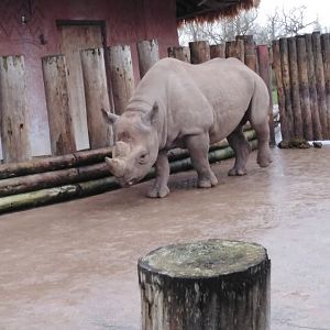 Eastern Black Rhinoceros 2020