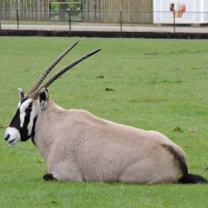 Gemsbok