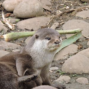 Asian Short Clawed Otter