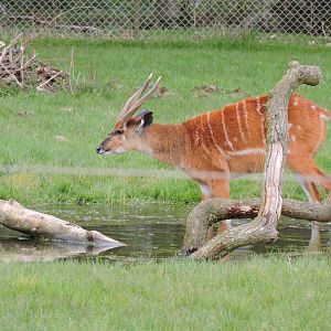 Sitatunga