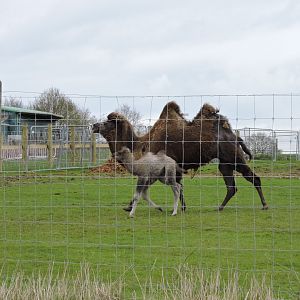 Bactrian Camel & Calf