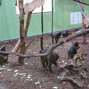 Sulawesi Macaque Group