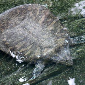 Indian Narrow-Headed Softshell Turtle (Chitra indica)