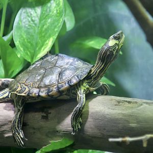 Pascagoula Map Turtle (Graptemys gibbonsi)