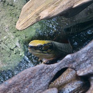 Golden Coin Turtle (Cuora trifasciata)