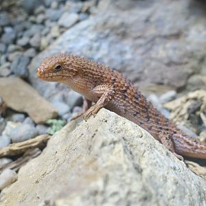 Eastern Pilbara Spiny-Tailed Skink (Egernia epsisolus)