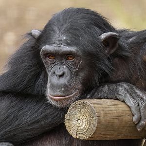 Chimpanzee 'Zola'