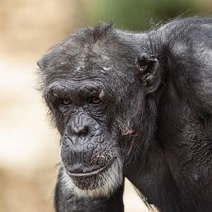 Chimpanzee 'Gombe'