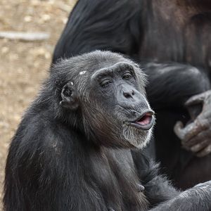 Chimpanzee 'Hannah'