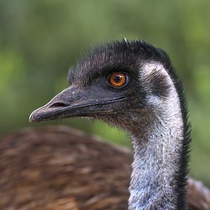 Wild Emu