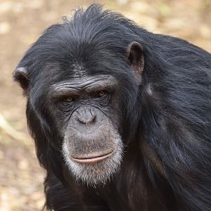 Chimpanzee 'Zuri'