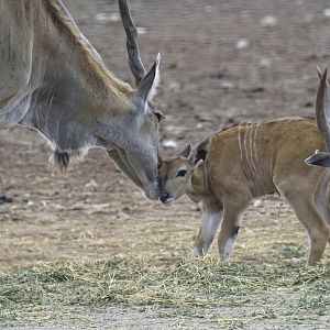 Eland and calf