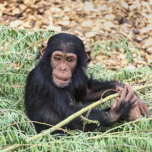 Chimpanzee 'Happy'