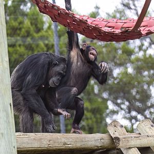 Chimpanzees 'Lani' and 'Hope'