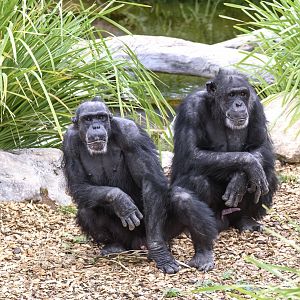 Chimpanzees 'Boyd' and 'Sandali'