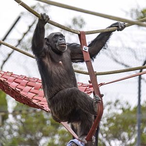Chimpanzees 'Lani' and 'Hope'