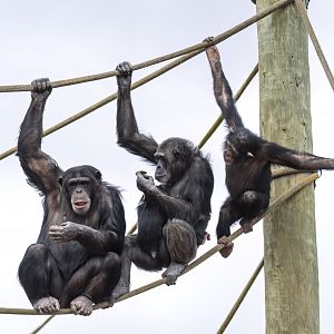 Chimpanzees 'Zuri', 'Hannah', 'Happy' and 'Hope'