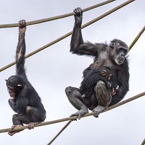 Chimpanzees 'Hope', 'Hannah' and 'Happy'