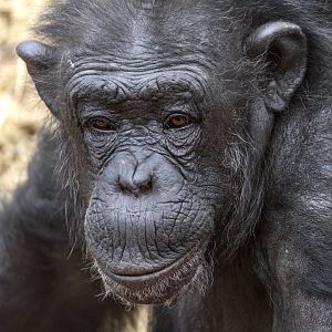 Chimpanzee 'Galatea'