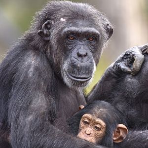 Chimpanzees 'Hannah' and 'Happy'