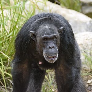 Chimpanzee 'Lani'