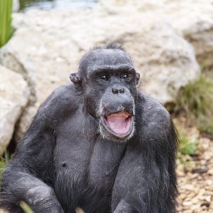 Chimpanzee 'Boyd'
