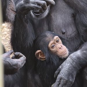 Chimpanzees 'Zuri', 'Hannah' and 'Happy'