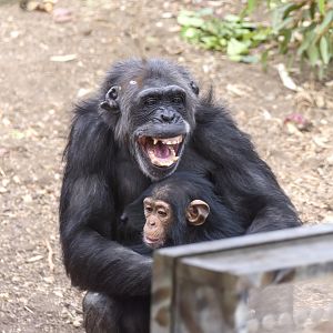 Chimpanzees 'Hannah' and 'Happy'