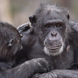 Chimpanzees 'Hannah' and 'Sandali'