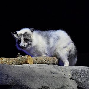 Marbled fox (Vulpes vulpes)