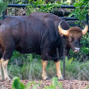 Gaur
