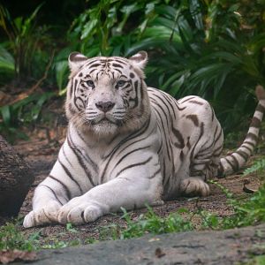White Tiger