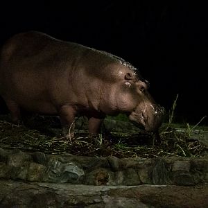 Nile Hippopotamus