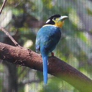 Long-tailed Broadbill (Psarisomus dalhousiae)