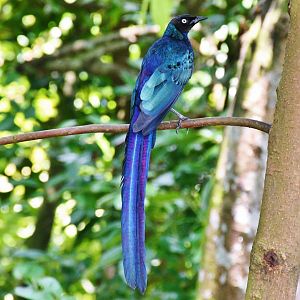 Long-tailed Glossy Starling (Lamprotornis caudatus)