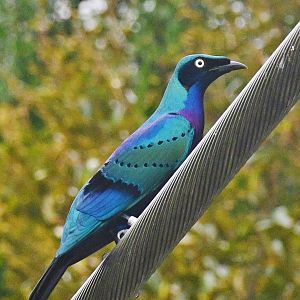 Splendid Starling (Lamprotornis splendidus)