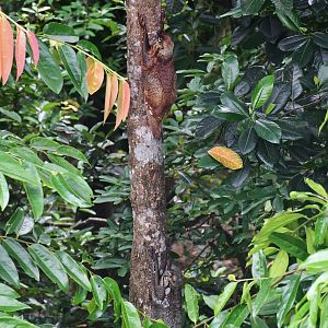 Sunda Colugos (Galeopterus variegatus)