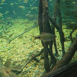 Filament barb- what are you doing here?