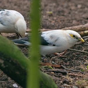 Black-winged myna (Acridotheres melanopterus melanopterus)