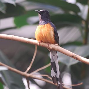 White-rumped shama
