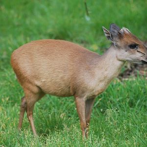Red forest duiker