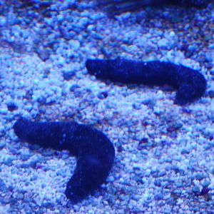 Black sea cucumbers