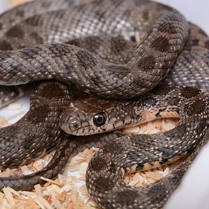 Horseshoe whip snake (Hemorrhois hippocrepis)