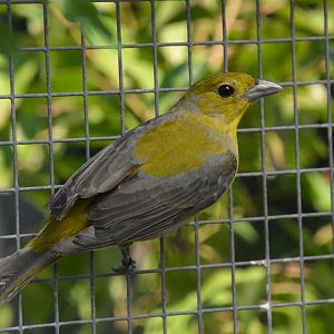 Scarlet tanager (Piranga olivacea)