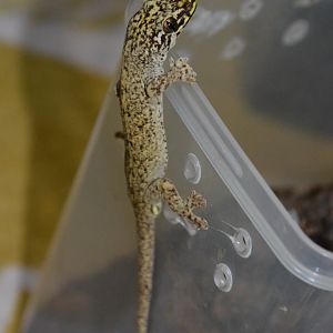 Shibata's gecko (Gekko shibatai)