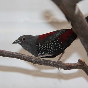 Dybowski's twinspot (Euschistospiza dybowskii)