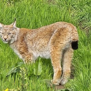 European lynx