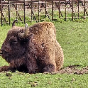 Wisent
