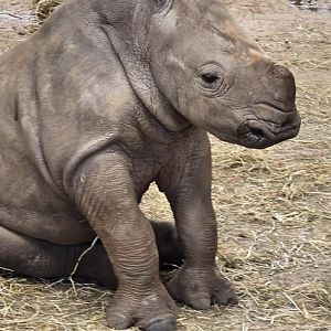White rhino calf