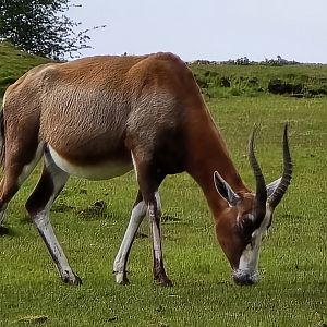 Blesbok
